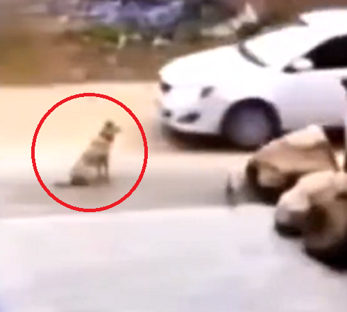 犬をイタズラで驚かした結果、ここまで怒らせて反撃されるとは！ｗ