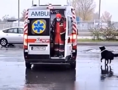 救急車に乗せられた飼い主と離れたくない犬の執念が実り、連れてってもらえることになった！