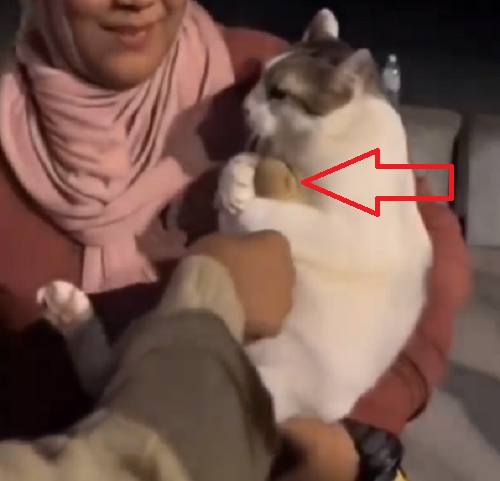 猫のおもちゃを取り上げるともの凄い「罪悪感に苛まれる」ことになるから止めようね！ｗ