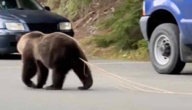 クマがお尻から30フィートのくっそ長いサナダムシを引き摺って歩いているのだが！ｗ（４つの動画）