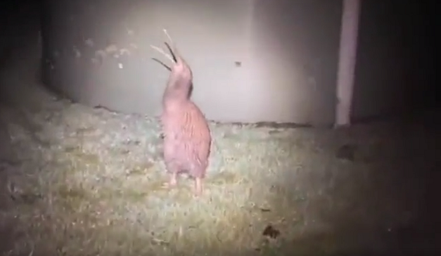 キーウィが庭で鳴きだすとちょっとウルサイようです！ｗ　こんな鳴き声してたんだ