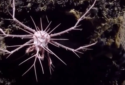 カリブの深海で新種の「トゲトゲすぎるカニ」が発見されたそうです！　なんかカッコいいｗ