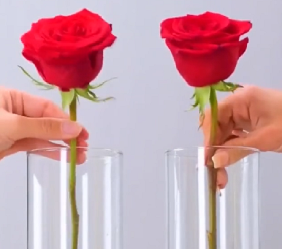 「バラ」の花が長持ちするにはアルコール、または砂糖を含む液体どちらが有効でしょうか？