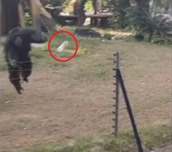 攻撃的な「チンパンジー」が水の入ったペットボトルを投げて来園者の女の子がケガをした！