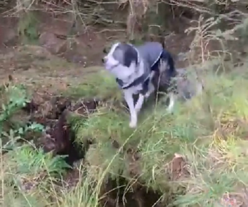 スコットランドの強風で森が持ち上がり犬が潜り込みそうで怖い！ｗ