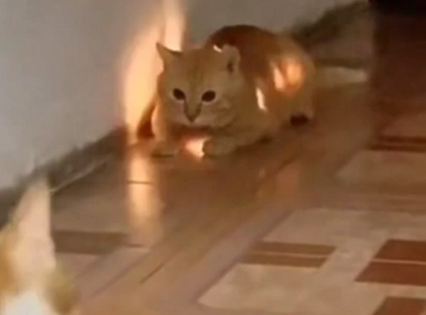 ネコを獣医のところに連れて行きたいけど、治療代が高くつきそうなんですが！ｗ　何があった？ｗ