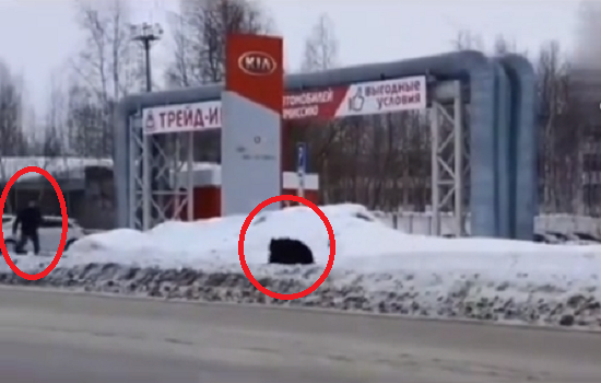 クマが町中で男を追いかけてるロシアの日常風景！ｗ