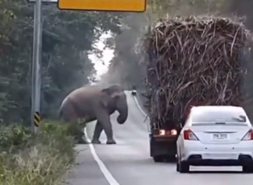 カンボジアのゾウは車を止めて通行税を徴収することを覚えたようです！　賢い象だなｗ