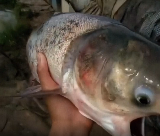 魚を捕まえたが２つの口をもつ奇妙な姿をしていた！