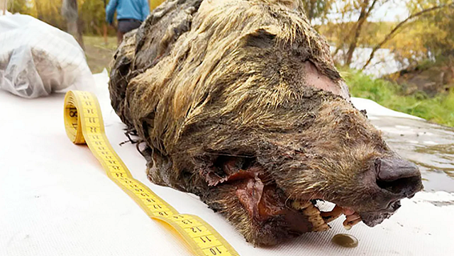 シベリアの永久凍土から4万年前のオオカミの毛皮や歯や脳の組織が完璧に保存された頭部が発見された！
