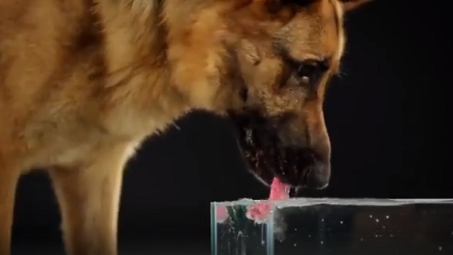犬が水を飲む様子をアップのスローモーションで見てみたらこんな風に飲んでいたのね！ｗ