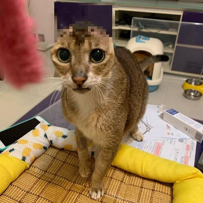 リアルドラえもん 耳の無い野良猫は素敵な家族と巡り合い幸せになりました 15枚の写真と2つのビデオ 夜ふかしのすすめ リアルドラえもん 耳の無い野良猫は素敵な家族と巡り合い幸せになりました 15枚の写真と2つのビデオ 夜ふかしのすすめ