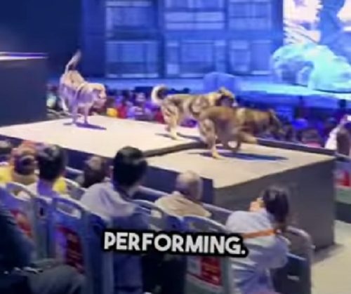 30頭の本物のオオカミがステージを駆け回る中国の演劇が怖い！ｗ