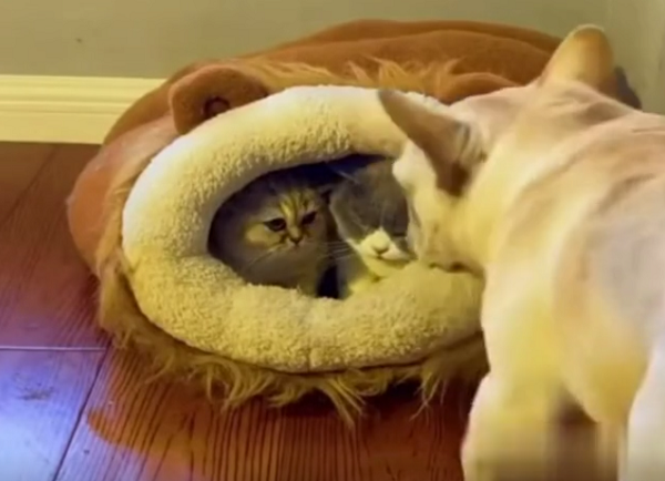 ずるいブルドッグは猫を追い出してベッドを独占することにしたようですｗ　その作戦とは？（2つのビデオ）
