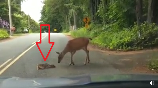 赤ちゃん鹿が道路で死んで母鹿が悲しんでると思ったら大間違いでした！ｗ