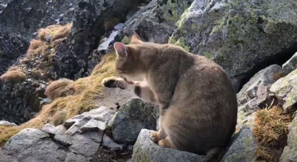 ネコがポーランド最高峰の山の頂上にいたのだが、どこから来たんだ！？ｗ