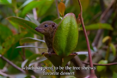 トガリネズミは食虫植物を専用の「トイレ」として使う唯一の動物です！ｗ（２つのビデオ）