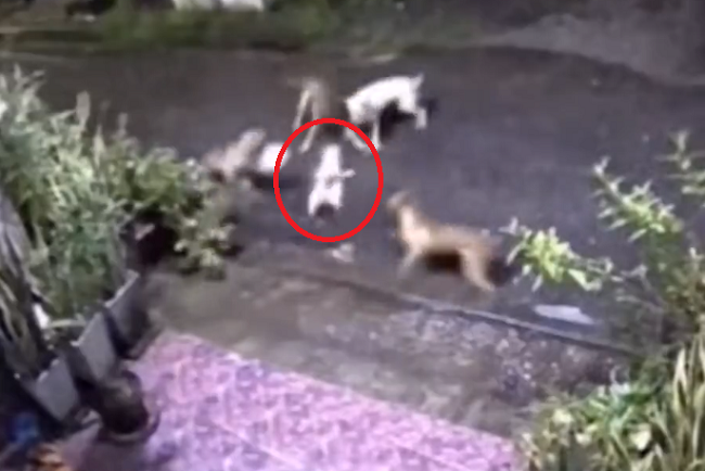 4匹の犬に襲われそうな若い猫を救うためヒーローな猫が飛び込んできた！