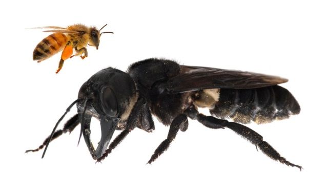 worlds_largest_bee_01