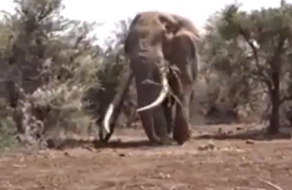 世界最大の「ゾウ」の体重は8000kgあるようです！（2つのビデオ）