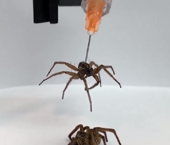 「死んだ蜘蛛」を圧力を使って制御する珍しい実験の様子！