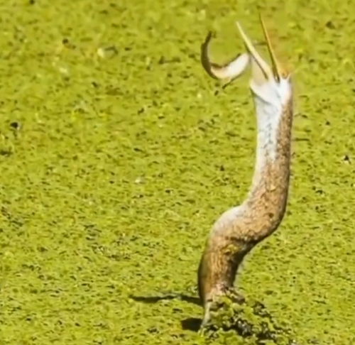 鳥と魚の生き残りを懸けた攻防戦に思わず息をのむ！