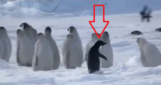 アデリーペンギンがコウテイペンギンの雛たちのピンチを救うヒーローになった物語！ｗ