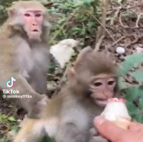 ママ猿は人間の食べ物を与える人を許せずにめっちゃ怒っていた！ｗ　自然派なのね