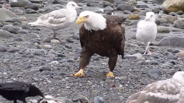 白頭ワシが落ちてる魚を探してアラスカのビーチを歩き回ってる！　プライドがないのかｗ（2つのビデオ）