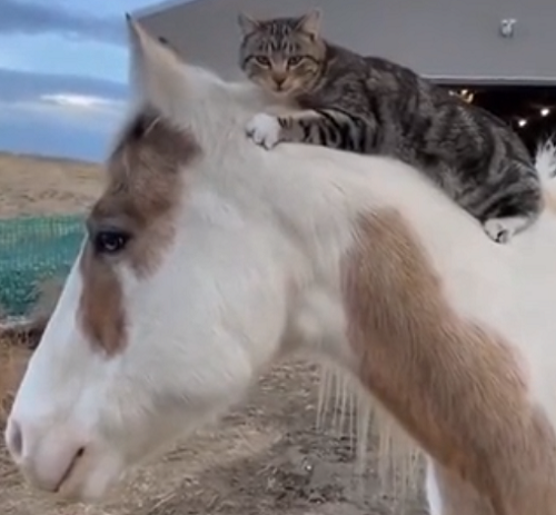 ネコと馬は仲良しでいつも背中に乗って移動していました！ｗ