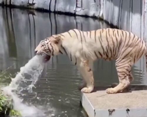 トラも猫のように毛玉を吐くって、マーライオンかよっ！ｗ（２つのビデオ）