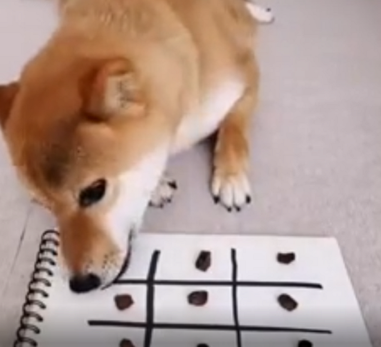この犬は「〇×」で勝てる賢い頭脳の持ち主でした！ｗ