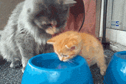 Cat-Lessons-How-to-drink-water…