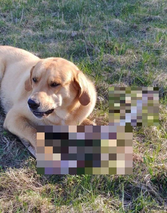 1557819055_dog_and_bears_01