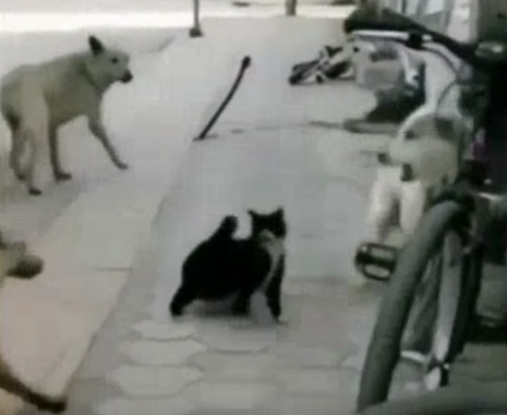 トルコで「空手ネコ」が４匹の犬を相手に一歩も引かず戦っていた！ｗ