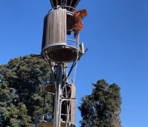 オランウータンが塔の上からポッサムを投げ捨てる残酷な姿に来園者が恐怖で凍り付いた！