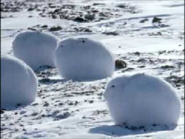 「ホッキョクウサギ」がかわいいけど立ち上がるとコレジャナイ感が凄い！ｗ（4枚の写真と動画）