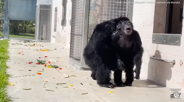 28年間檻に閉じ込められていたチンパンジーが初めて「青い空」を見上げる様子に涙が出そうになる！