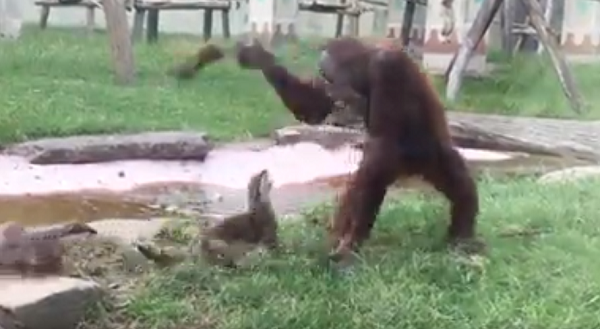 カワウソ対サルの仁義なき戦い！　ビビりまくってるやんｗ