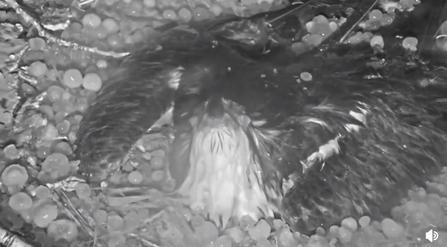 雹が降る中、卵を守るため自分の体を盾にする母鳥の強い愛が凄い！