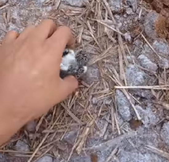 ブラジルの農夫が畑で「鳥の巣」を見つけヒナと卵を移動させて救ってた！