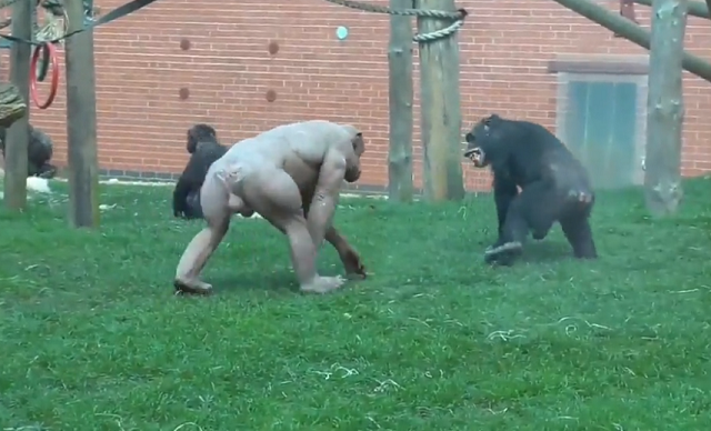 毛のないチンパンジーがバッキバキな筋肉を見せつけて仲間がドン引きしてる！？ｗ