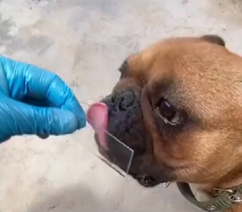 犬の「唾液」を顕微鏡で見た結果…とりあえず犬とチューするのは止めとこうか！？ｗ