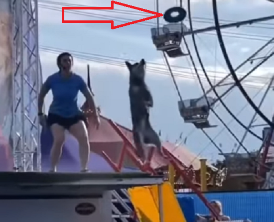 フリスビーを犬がキャッチしようとするも目測を大きく誤ってしまった結果が！ｗ