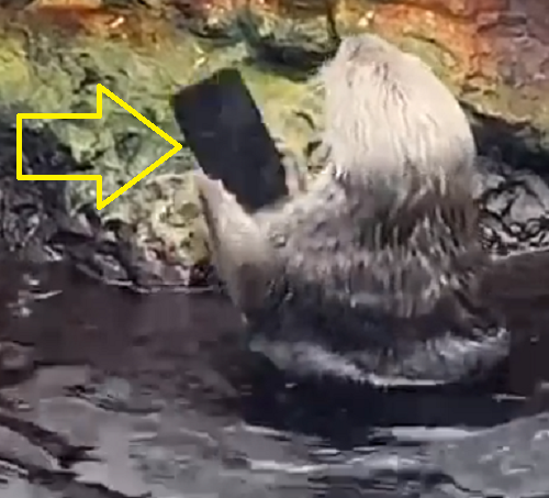 ラッコが水中に落ちた来園者のスマホを拾ってきてくれたと思ったら、残念な結果に！ｗ