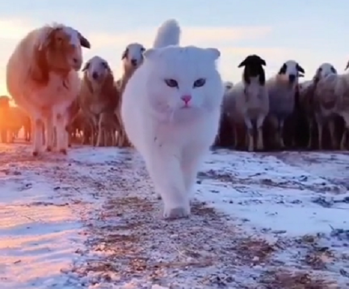 ネコは羊たちを率いるリーダーとして君臨していた！　見よ、この堂々たる風格をｗ