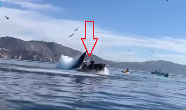 2人のカヤッカーが「クジラ」に飲み込まれた恐ろしい瞬間！