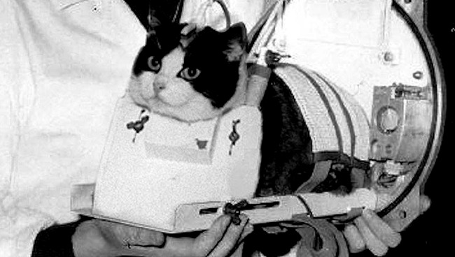 59年前に初めて宇宙に行った「フェリセット」という猫がいた！（5枚の写真）