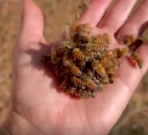 ミツバチの女王は卵を産まなくなると仲間からなぶり殺しされる悲惨な最後を遂げるようです！（2つの動画）