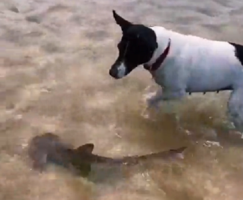 犬がサメの赤ちゃんと散歩を楽しむ珍しい場面が撮影された！ｗ